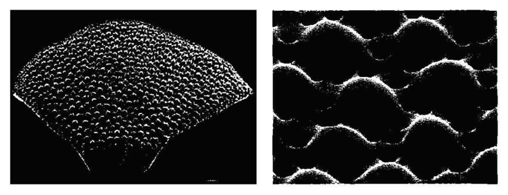 “Eyeless Creature Turns Out To Be All Eyes”